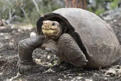Island Oddities: 10 Rare Finds That Defy Belief
