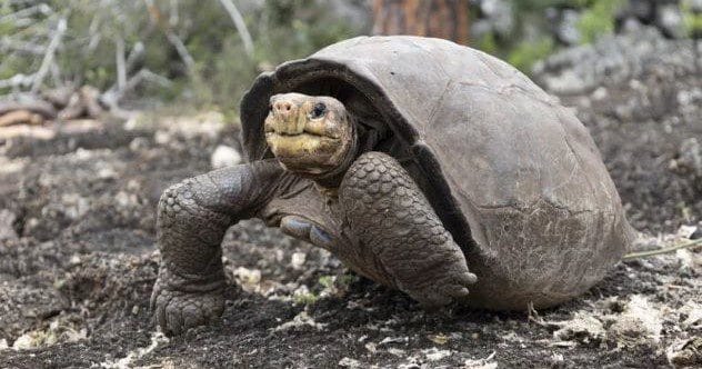 Island Oddities: 10 Rare Finds That Defy Belief