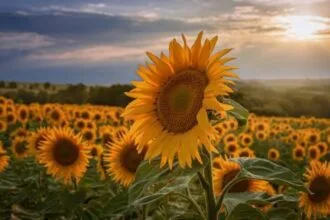 Kansas' Quirky Corners: 10 Tiny Towns with Odd Claims!