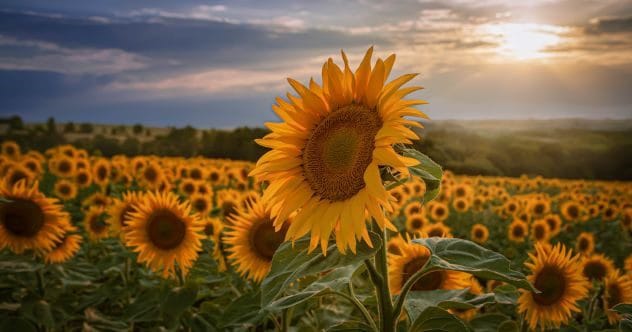 Kansas' Quirky Corners: 10 Tiny Towns with Odd Claims!