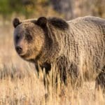 10 Unbelievable Animal Actions Caught on Camera!