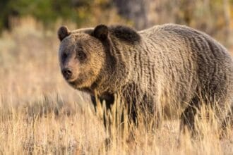 10 Unbelievable Animal Actions Caught on Camera!