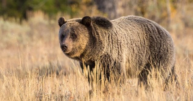 10 Unbelievable Animal Actions Caught on Camera!