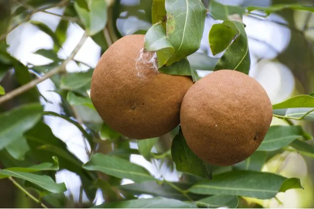 Alice Augusta Ball The Ball Method