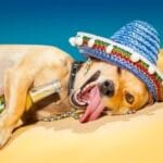 Animal Highs: 10 Crazy Cases of Animals Using Human Drugs