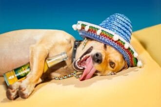 Animal Highs: 10 Crazy Cases of Animals Using Human Drugs