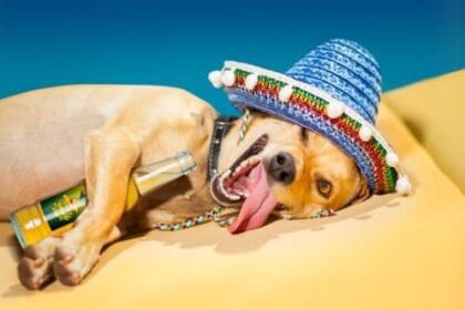 Animal Highs: 10 Crazy Cases of Animals Using Human Drugs