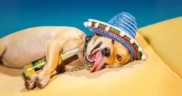 Animal Highs: 10 Crazy Cases of Animals Using Human Drugs