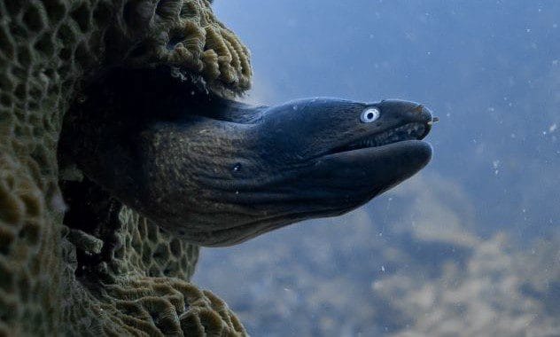 Eel