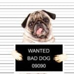 10 Bizarre Trials of Non-Humans: Animals & Objects on Trial