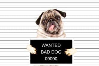 10 Bizarre Trials of Non-Humans: Animals & Objects on Trial