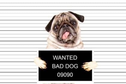 10 Bizarre Trials of Non-Humans: Animals & Objects on Trial