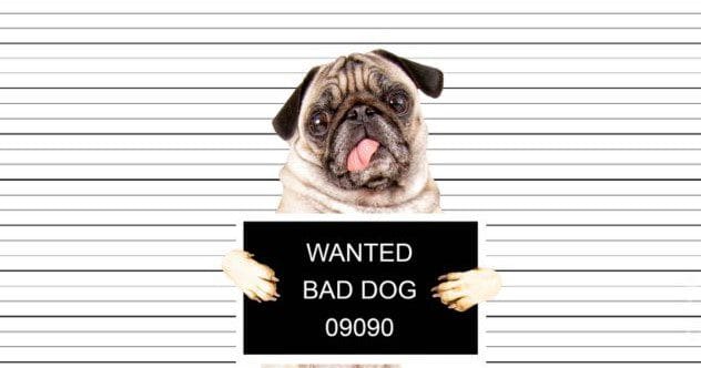 10 Bizarre Trials of Non-Humans: Animals & Objects on Trial