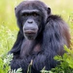 10 Animals Where Females Dominate the Kingdom