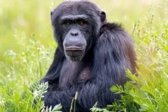 10 Animals Where Females Dominate the Kingdom