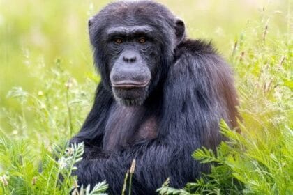 10 Animals Where Females Dominate the Kingdom