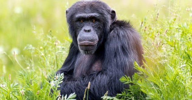 10 Animals Where Females Dominate the Kingdom