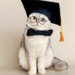 10 Animals Hilariously Earning Human Credentials