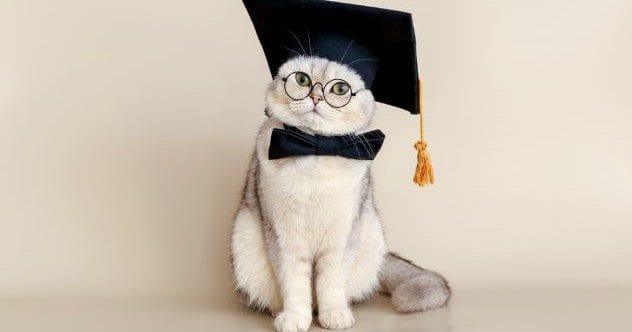 10 Animals Hilariously Earning Human Credentials