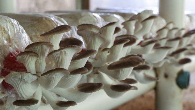 oyster mushrooms