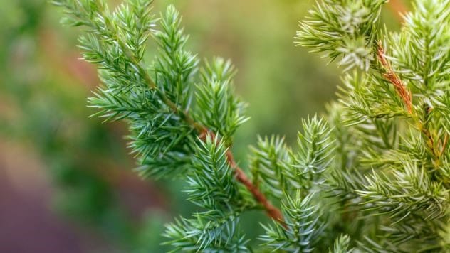 Juniper