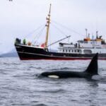 Underwater Tales: 10 Astonishing Marine Life Stories