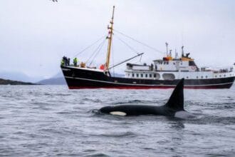 Underwater Tales: 10 Astonishing Marine Life Stories