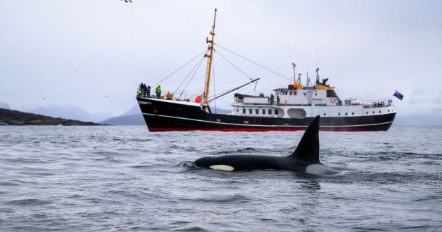 Underwater Tales: 10 Astonishing Marine Life Stories