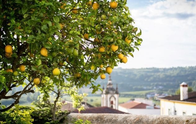 Lemon tree