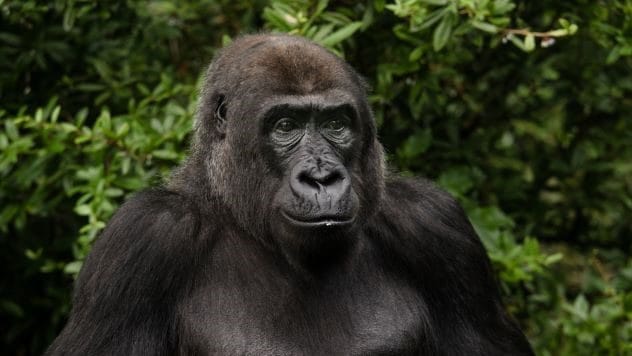 A gorilla receiving treatment for arthritis