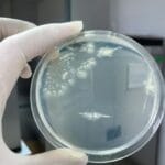 Microbial Art: 10 Cool Facts About Bacteria Paintings