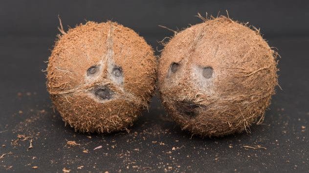 A Whole Coconut