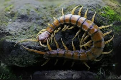 10 Amazingly Huge Animals That Were Even BIGGER Before