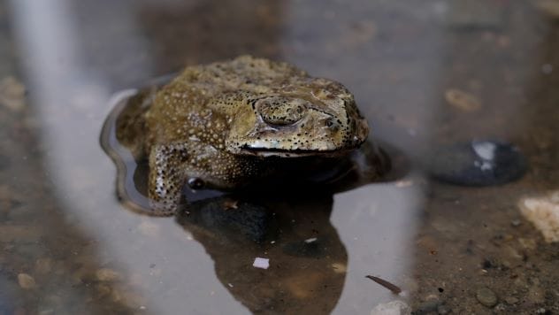 A large toad sitting in a puddle.