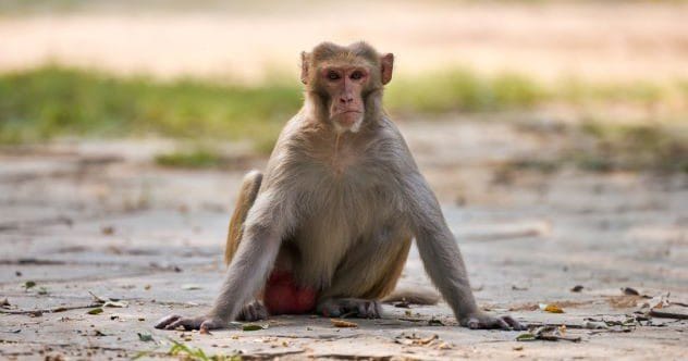 Rhesus Monkey