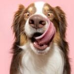 10 Dog Myths Debunked: Separating Fact from Fiction