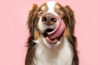 10 Dog Myths Debunked: Separating Fact from Fiction