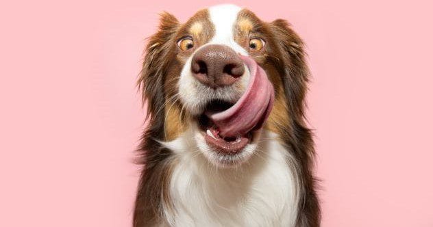 10 Dog Myths Debunked: Separating Fact from Fiction