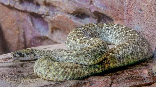 A coiled rattlesnake about to strike.