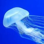 Brainless Wonders: 10 Clever Creatures Thriving!