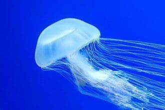 Brainless Wonders: 10 Clever Creatures Thriving!