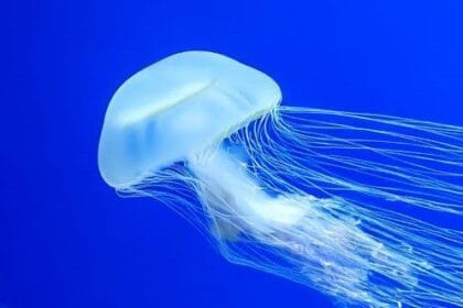 Brainless Wonders: 10 Clever Creatures Thriving!