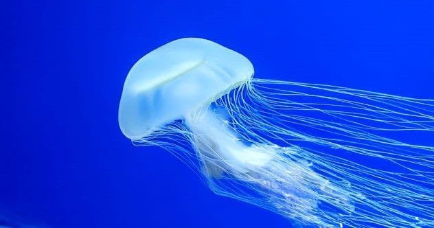 Brainless Wonders: 10 Clever Creatures Thriving!