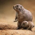 Animal Cities: 10 Surreal Habitats You Won't Believe