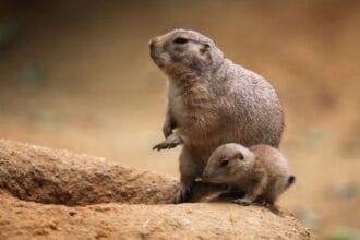 Animal Cities: 10 Surreal Habitats You Won't Believe