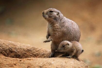 Animal Cities: 10 Surreal Habitats You Won't Believe