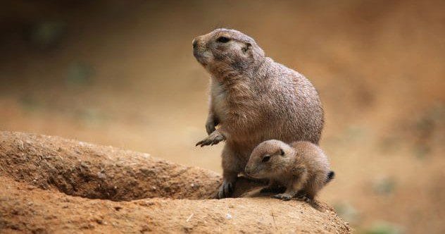 Animal Cities: 10 Surreal Habitats You Won't Believe