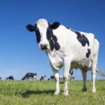 10 Shocking Cases of Animal Harm in Film Production