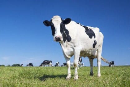 10 Shocking Cases of Animal Harm in Film Production