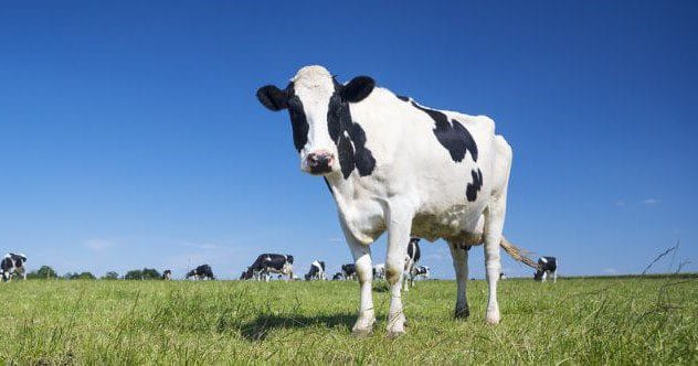 10 Shocking Cases of Animal Harm in Film Production